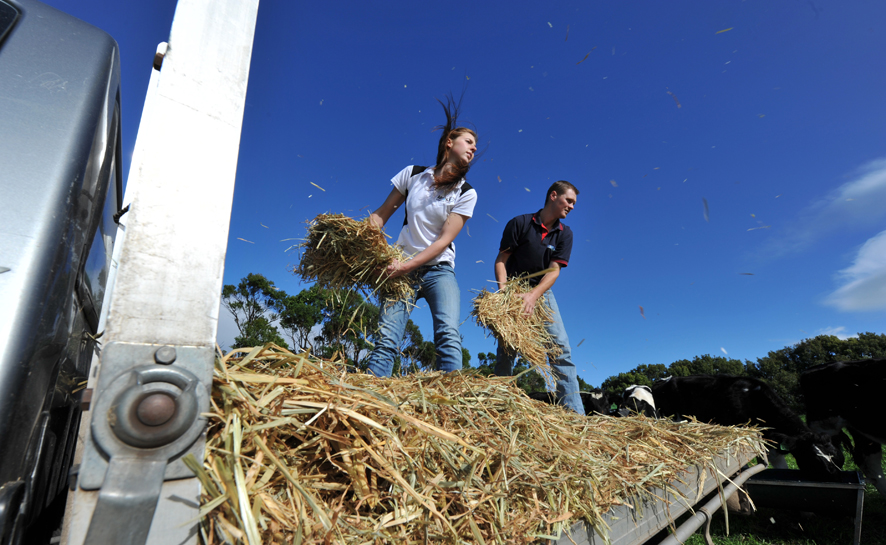 Young dairy farmers Emma Visser and Tim Walden throw hay out to the cows.